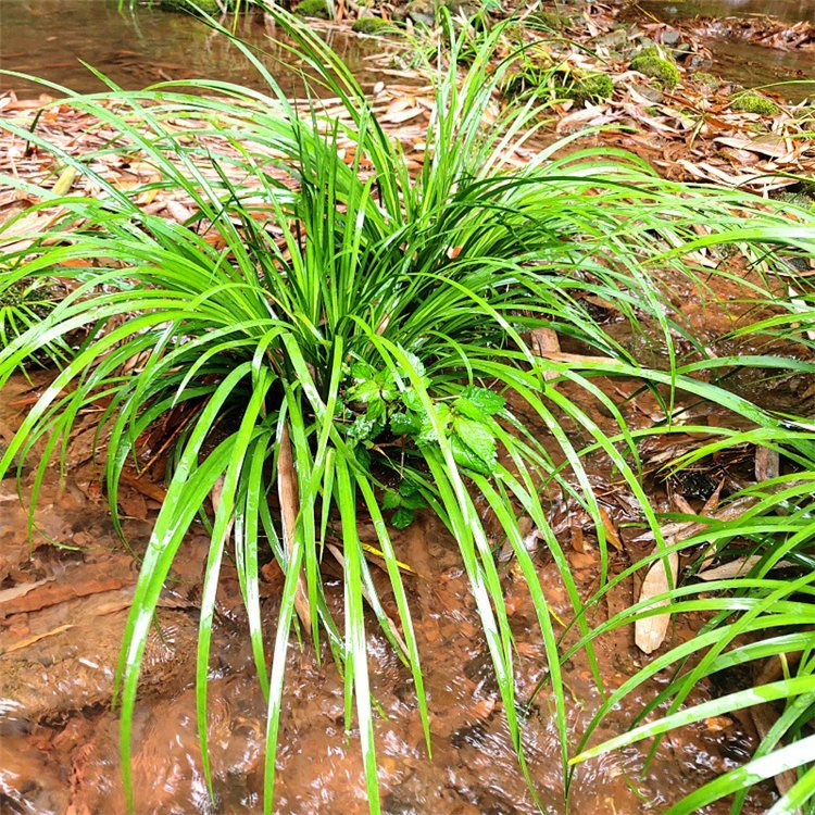 中藥材金葉石菖蒲年豐農業基地批發零售回收成品