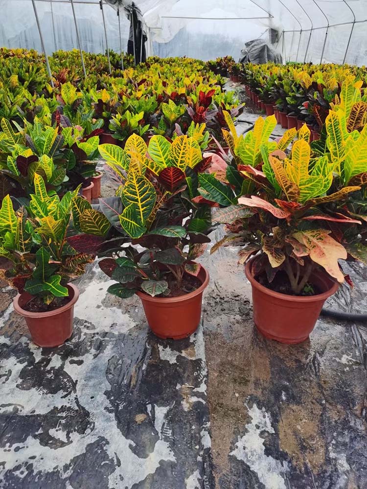 洒金变叶木盆栽 海南洒金榕花卉 洒金变叶木盆景 观叶植物