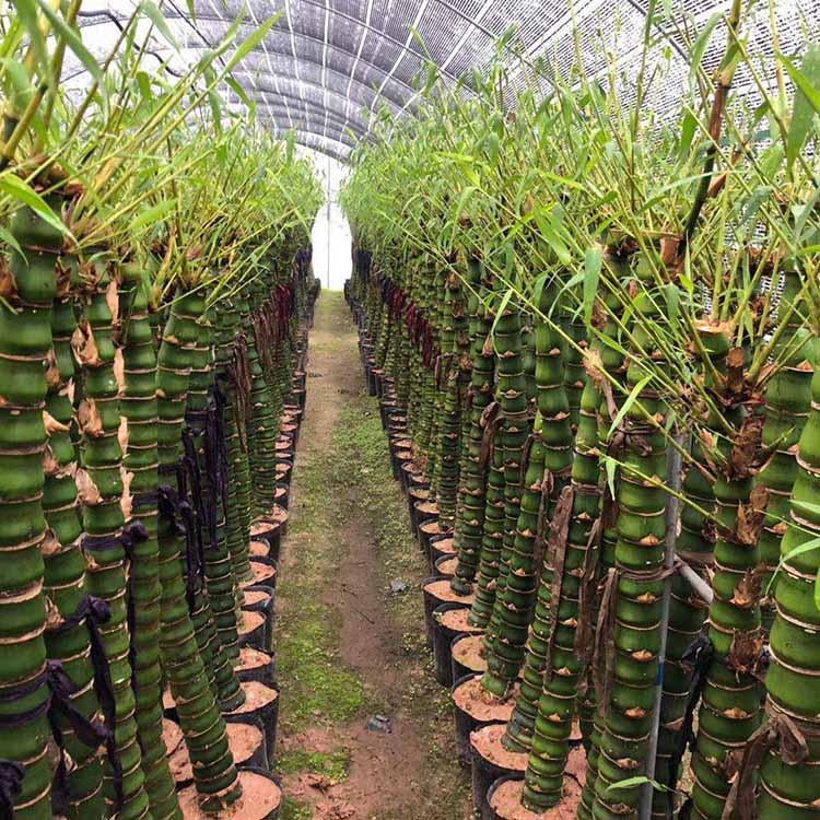 罗汉竹产地批发罗汉竹袋苗价格罗汉竹基地直供