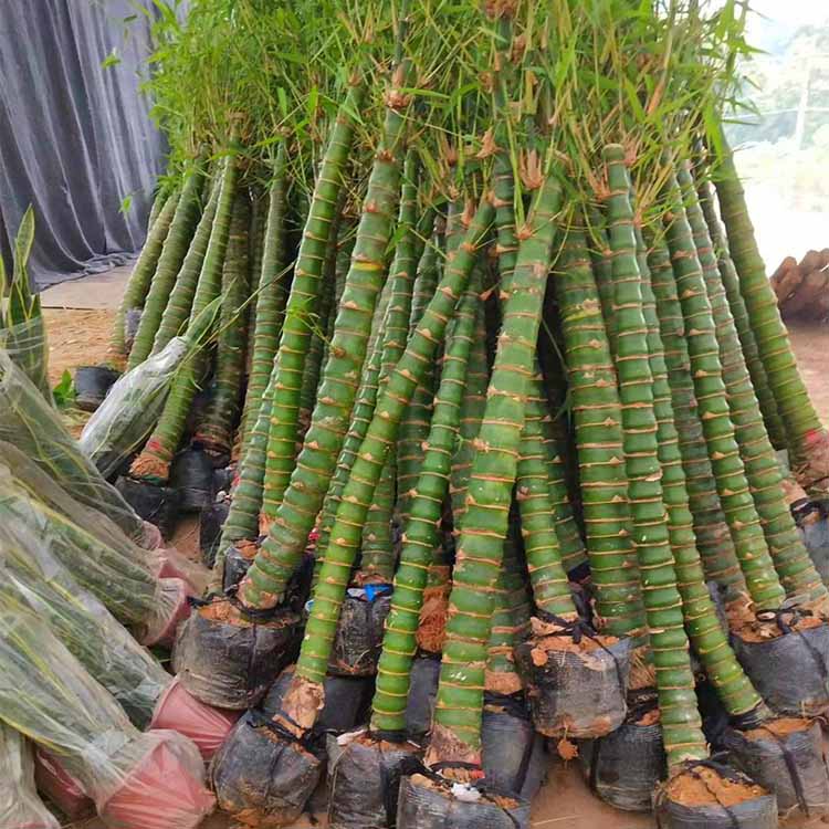 罗汉竹产地批发罗汉竹袋苗价格罗汉竹基地直供