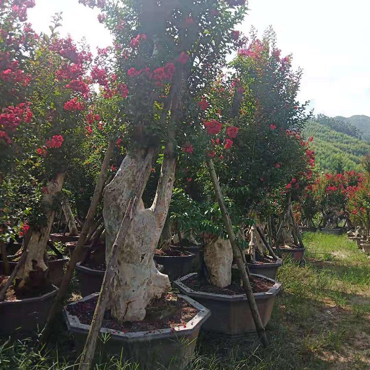 造型紫薇樹樁盆景紫薇古樁景盆栽別墅花園綠化造景