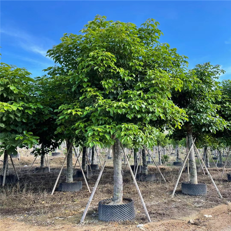 重阳木移植苗大秋枫树价格重阳木移栽苗公路两旁绿化树批发