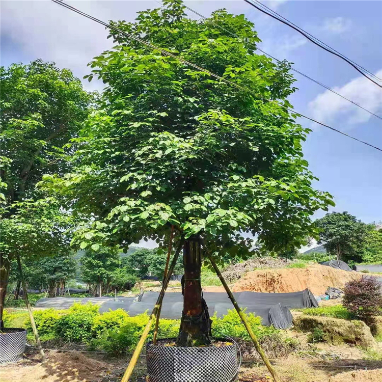 重阳木移植苗大秋枫树价格重阳木移栽苗公路两旁绿化树批发