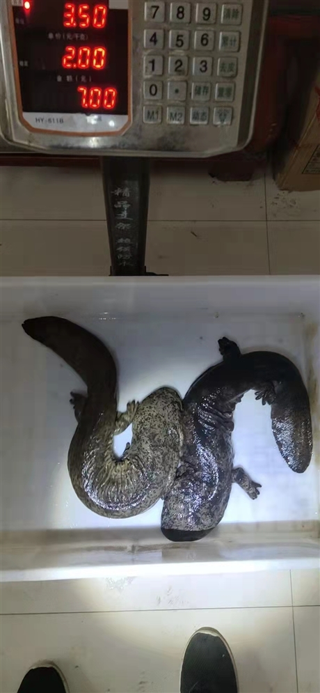 娃娃鱼神农架生态娃娃鱼310斤市场全国批发供应