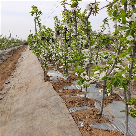 新闻：绍兴一根棍樱桃树苗  美早樱桃苗批发基地 嫁接