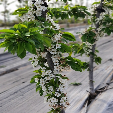 黄冈美早樱桃苗  一根棍樱桃树苗批发基地 嫁接