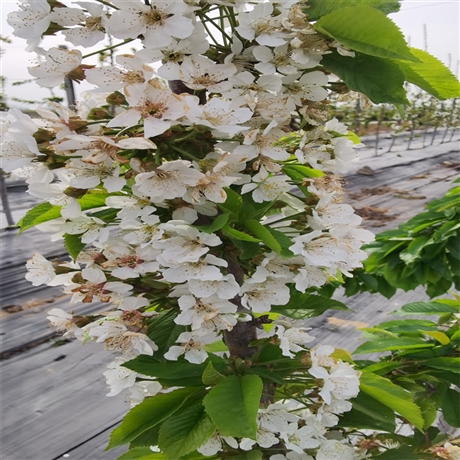 新闻：湘西一根棍樱桃树苗  矮化一根棍樱桃苗批发基地 嫁接