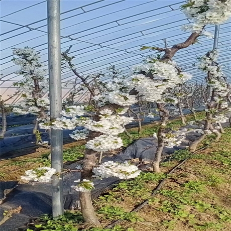 新闻：伊春一根棍樱桃树苗  美早樱桃苗批发基地 嫁接