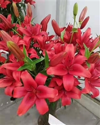 花卉种球进口花卉种球香水百合批发