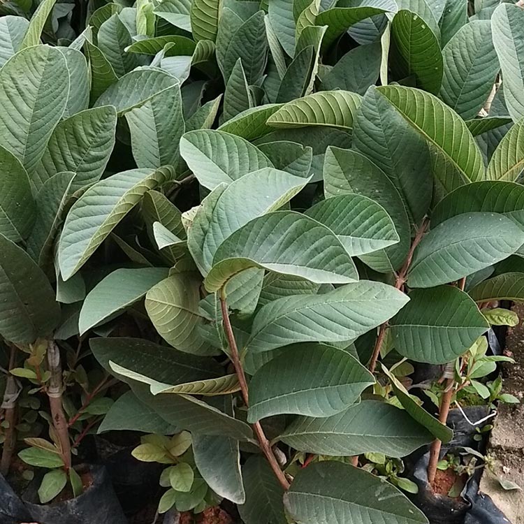 台湾帝王芭乐树苗 黄金帝王芭乐嫁接苗 帝王番石榴小苗