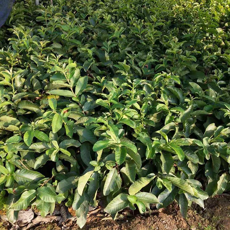 粉红蜜芭乐树苗 粉红蜜番石榴小苗 红心芭乐嫁接苗