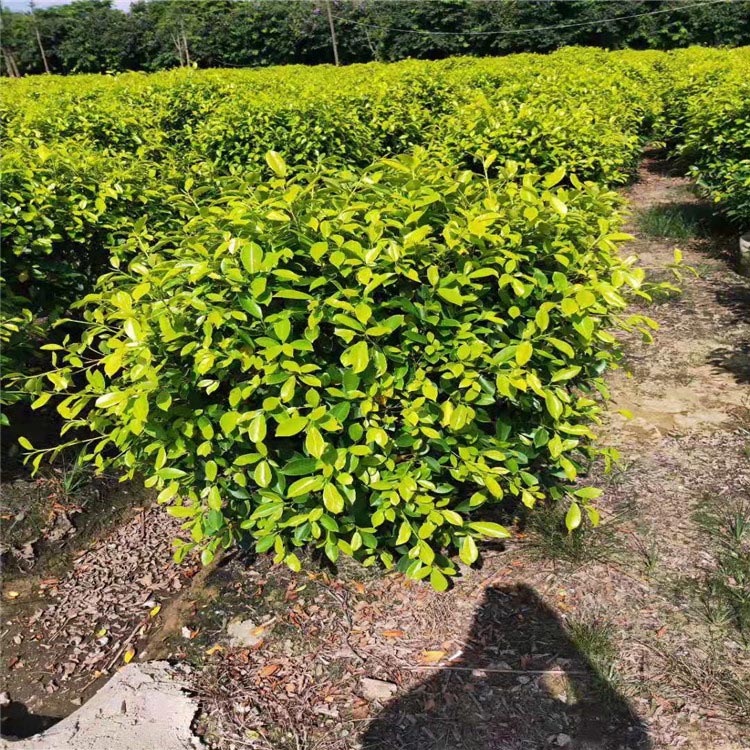 黄金榕柱子容器苗 柱形黄金榕 批发各种灌木柱形