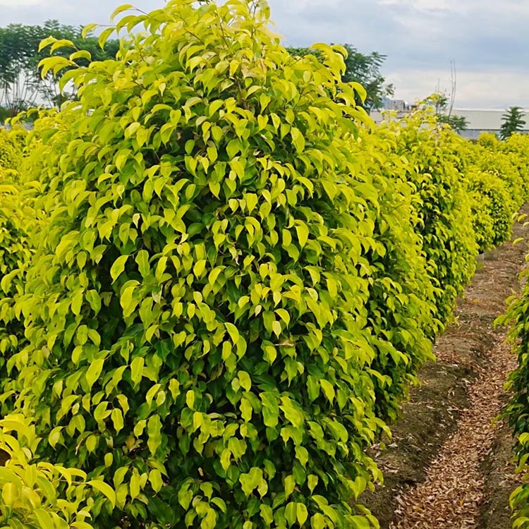 黄金榕柱子容器苗 柱形黄金榕 批发各种灌木柱形