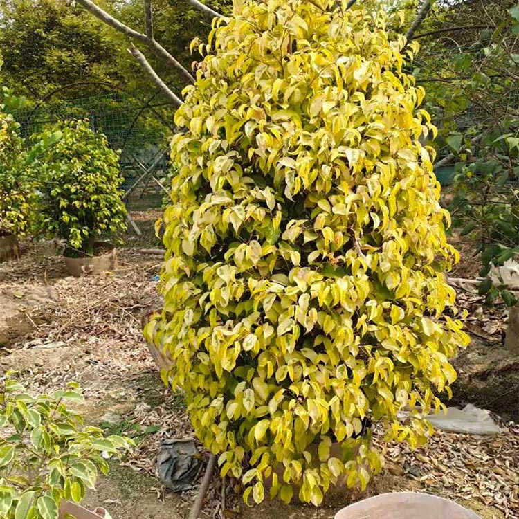 黄金榕柱子容器苗 柱形黄金榕 批发各种灌木柱形