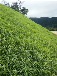 进口多年生蓝标草籽每平方用量