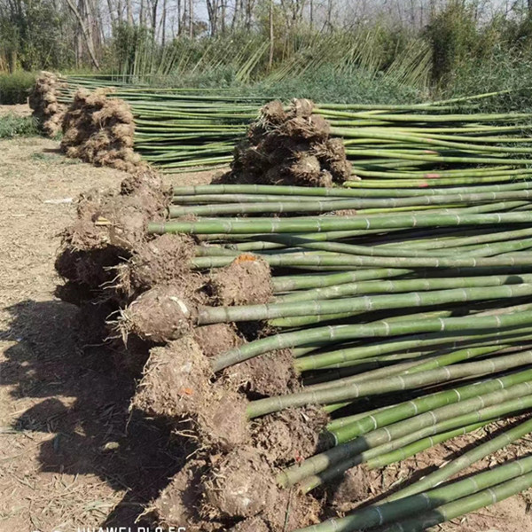 5公分竹子基地批发  10万棵威盾园林出售
