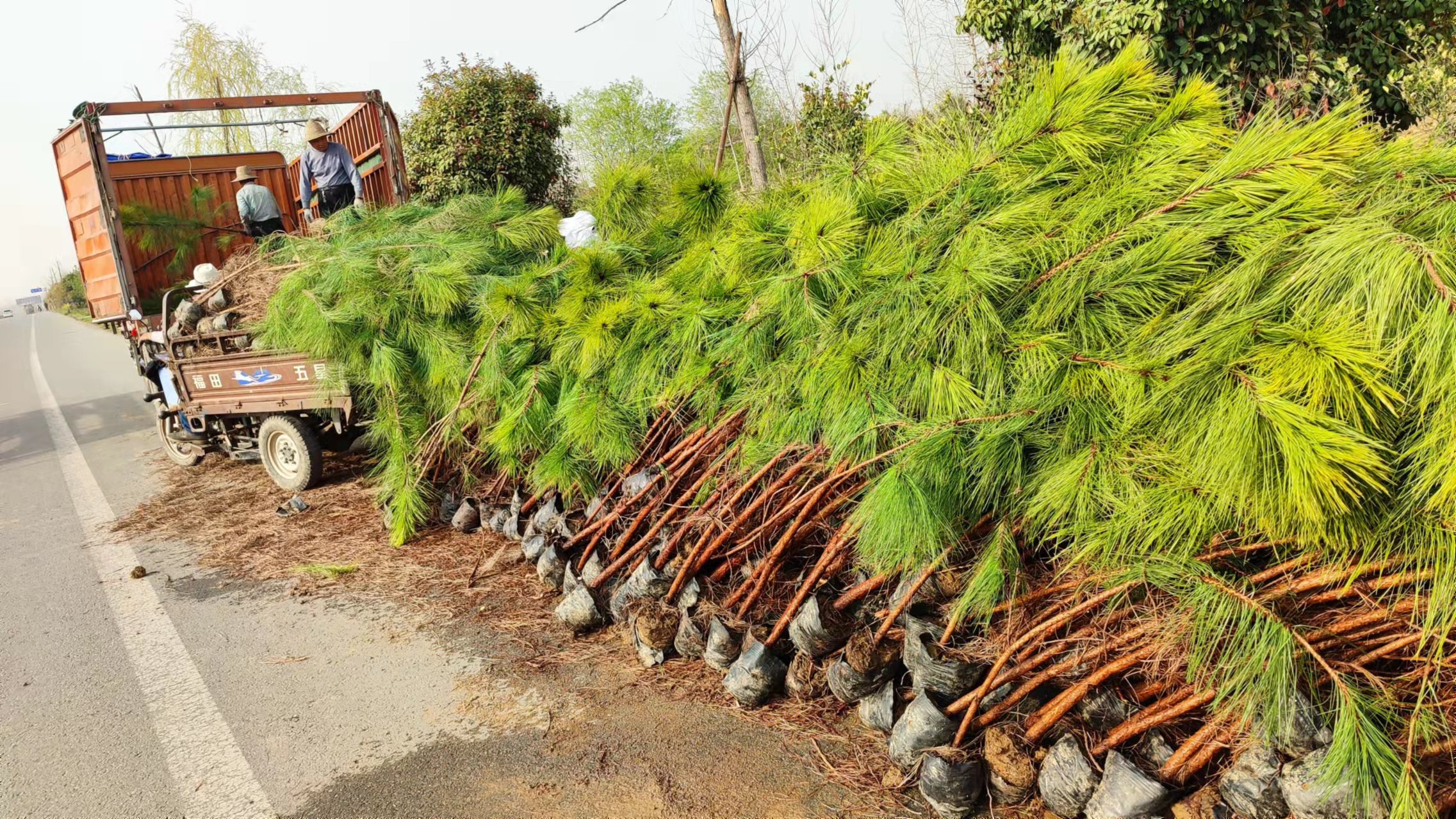 湿地松苗木价格大杯湿地松树苗湿地松苗松树苗林之源