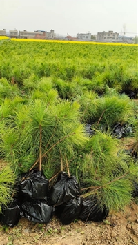 湿地松苗木价格,大杯湿地松批发,松树苗价格,松树苗批发-林之源