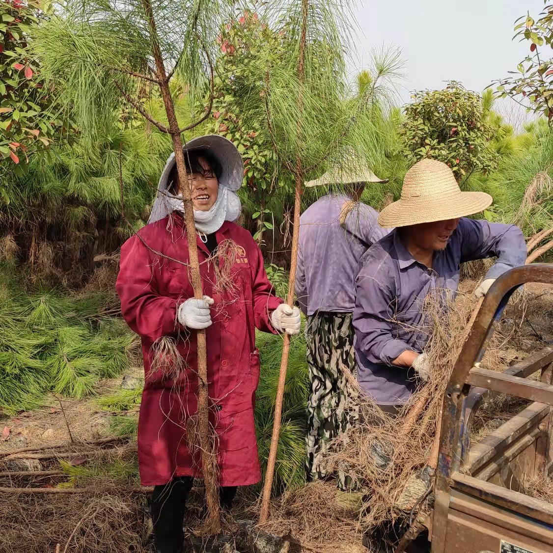 松树苗批发基地图片