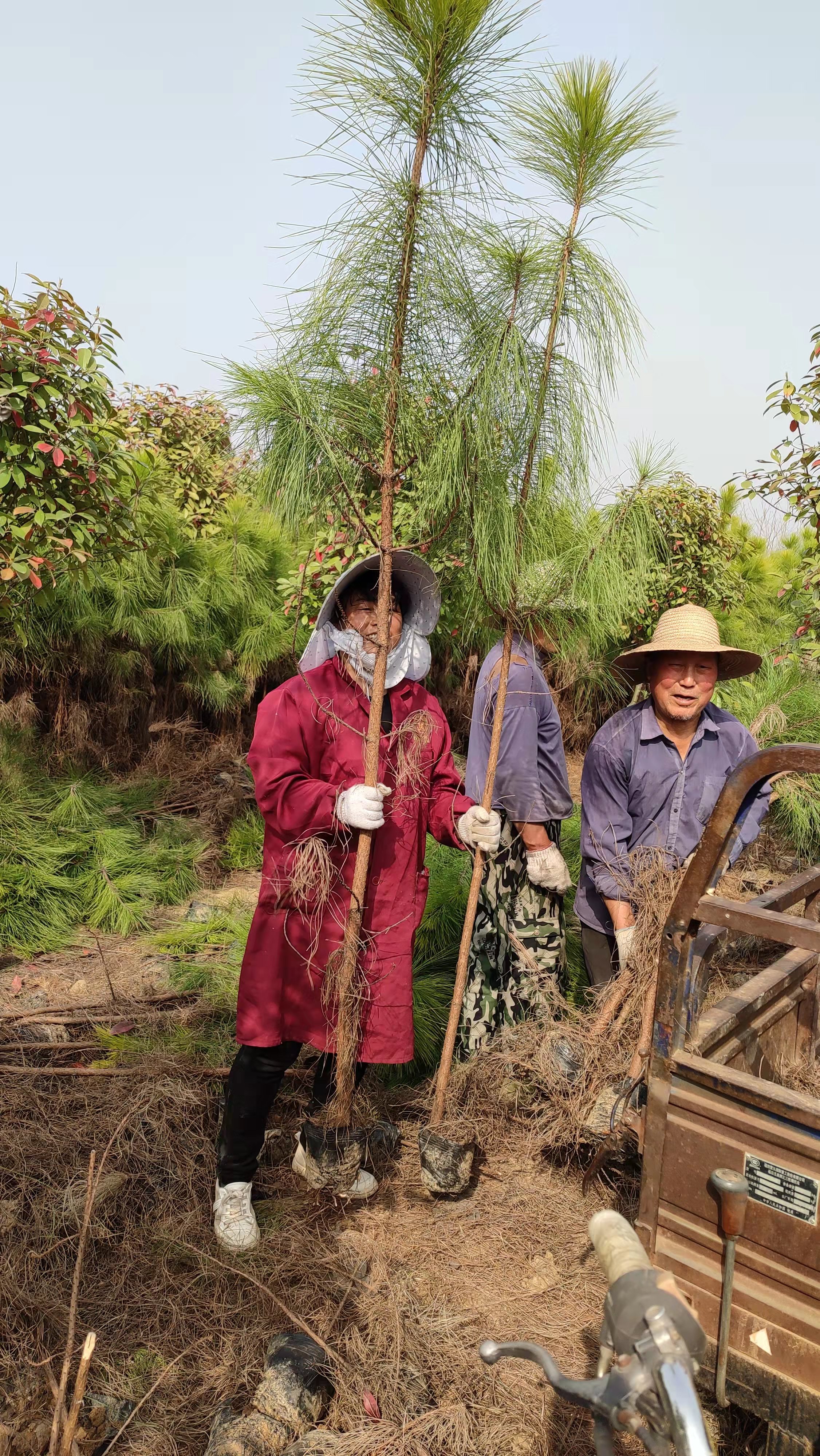 松树苗批发基地图片