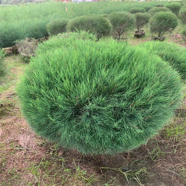 木麻黄球容器苗 千头木麻黄 各种规格供应 大量批发