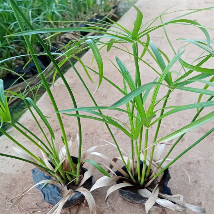 旱傘草袋苗 旱傘草杯苗 風車草 漳州基地批發