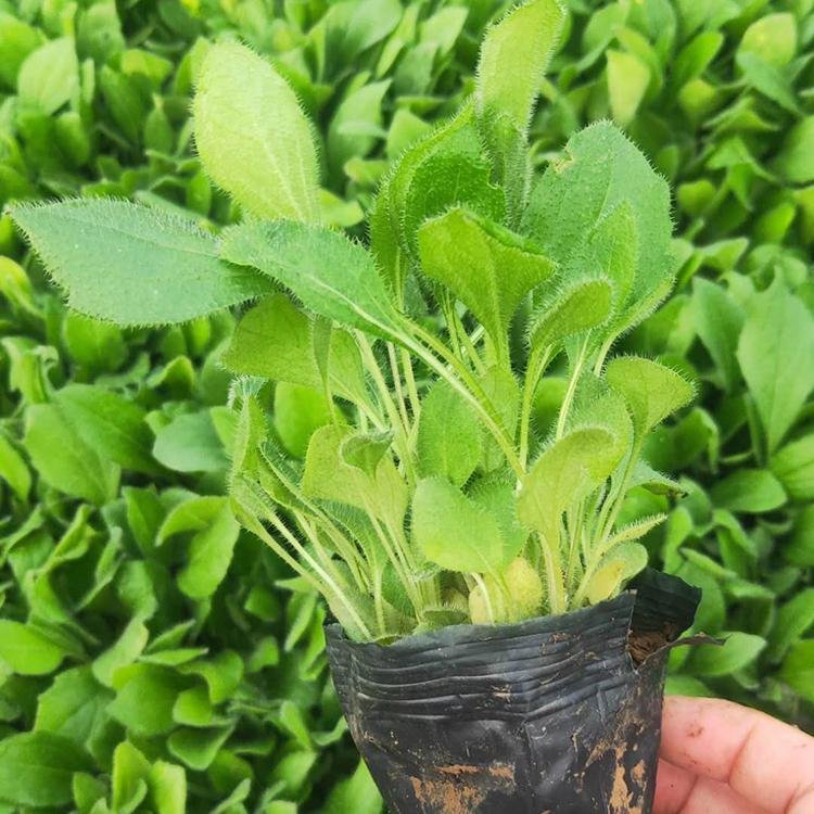 黑心菊杯苗批发基地 毛叶金光菊小苗 庭院布置花境材料