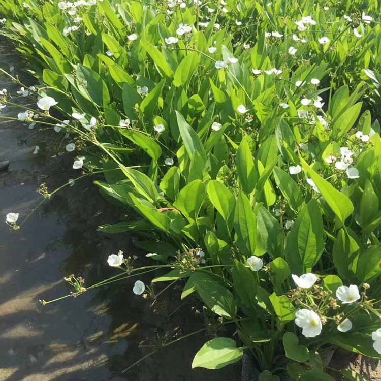 泽泻袋苗水泽如意花漳州基地批发大量供应