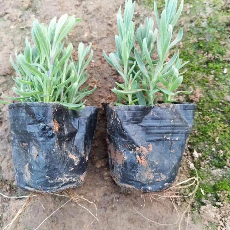 薰衣草杯苗价格 紫色薰衣草小苗 基地大量批发 香草