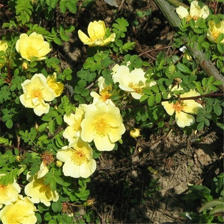 丛生黄刺玫工程苗 供应黄刺玫球 盆栽黄刺玫容器苗