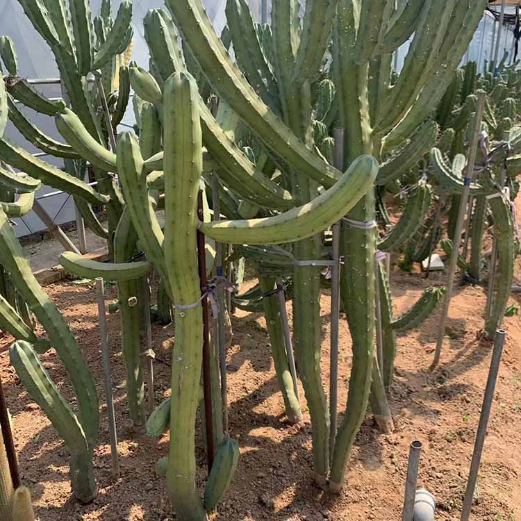 龙神木仙人柱盆栽 龙神柱 多规格供应 大量批发