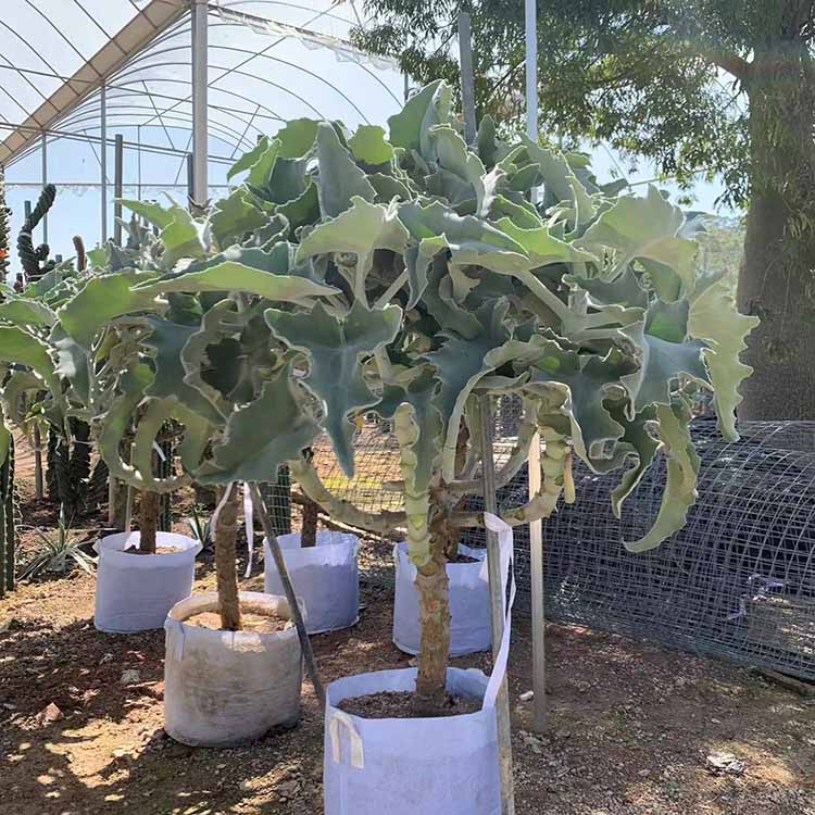 仙女之舞(学名:kalanchoe beharensis drake)是景天科,伽蓝菜属植物.