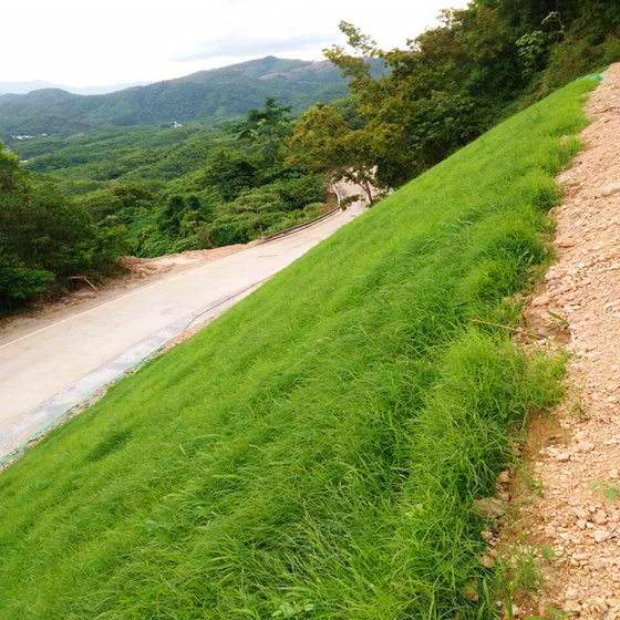 狗牙根种子护坡复绿专用草种承接矿山修复绿化工程喷播植草草籽