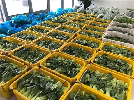 上海蔬菜大批發(fā)