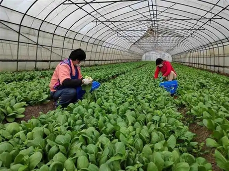上海綠色蔬菜批發(fā)