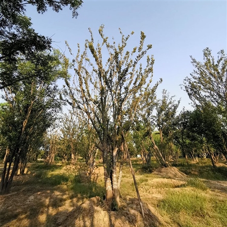 丛生榆树榔榆树桩景金钱榆造型树别墅庭院公园种植