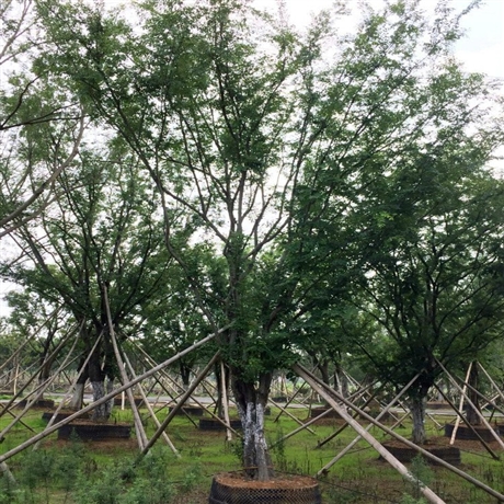 丛生榆树榔榆树桩景金钱榆造型树别墅庭院公园种植