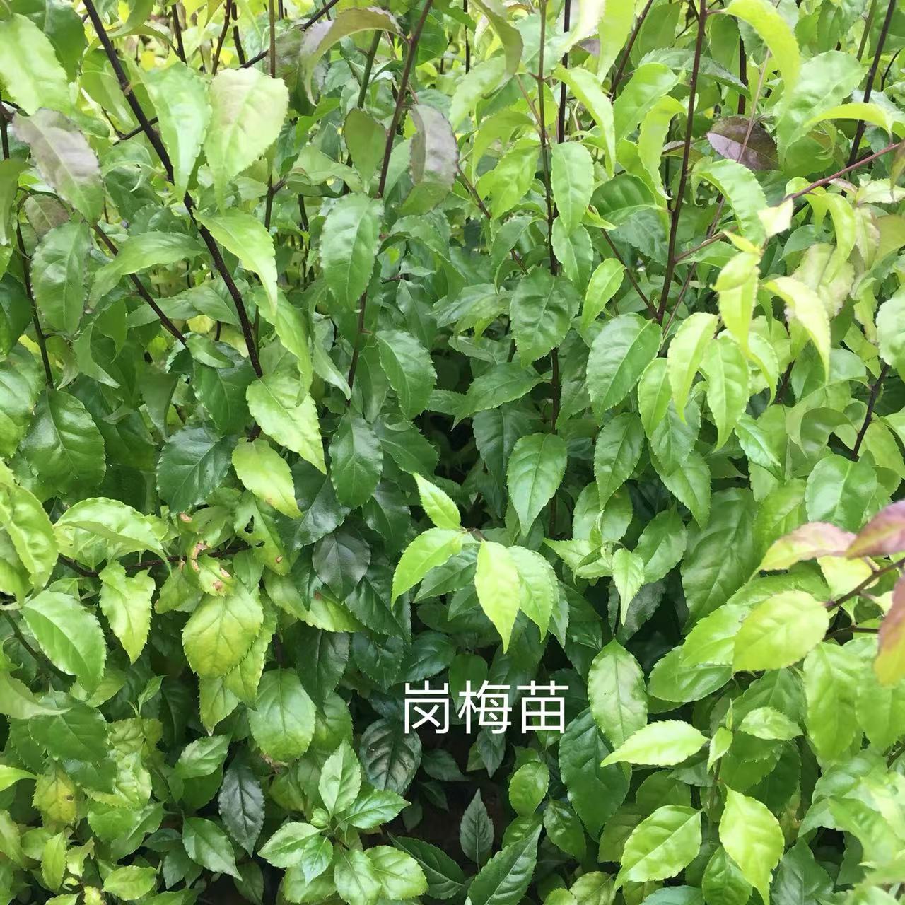 崗梅苗種植現挖現發崗梅樹苗