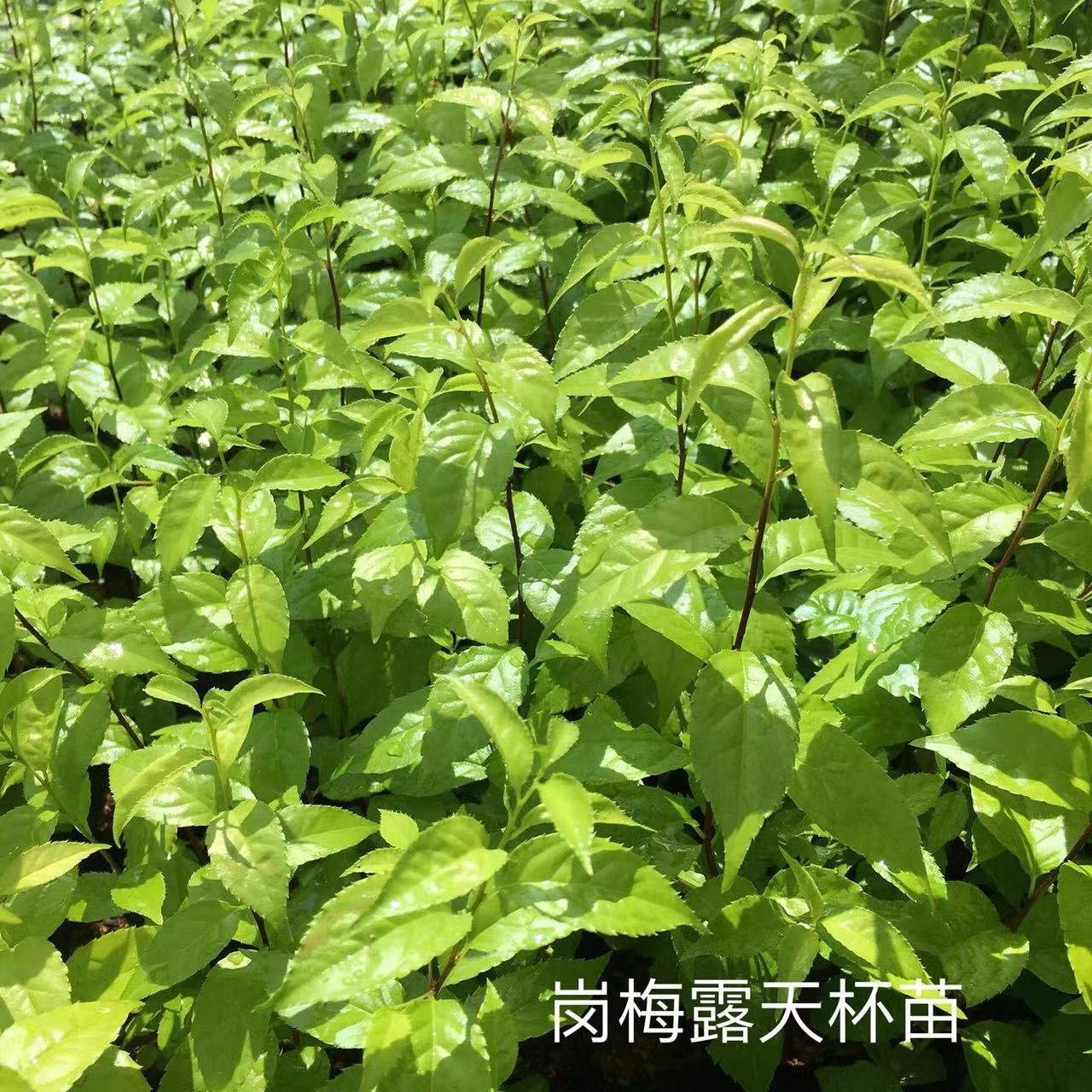 農林植保崗梅苗正規崗梅苗基地