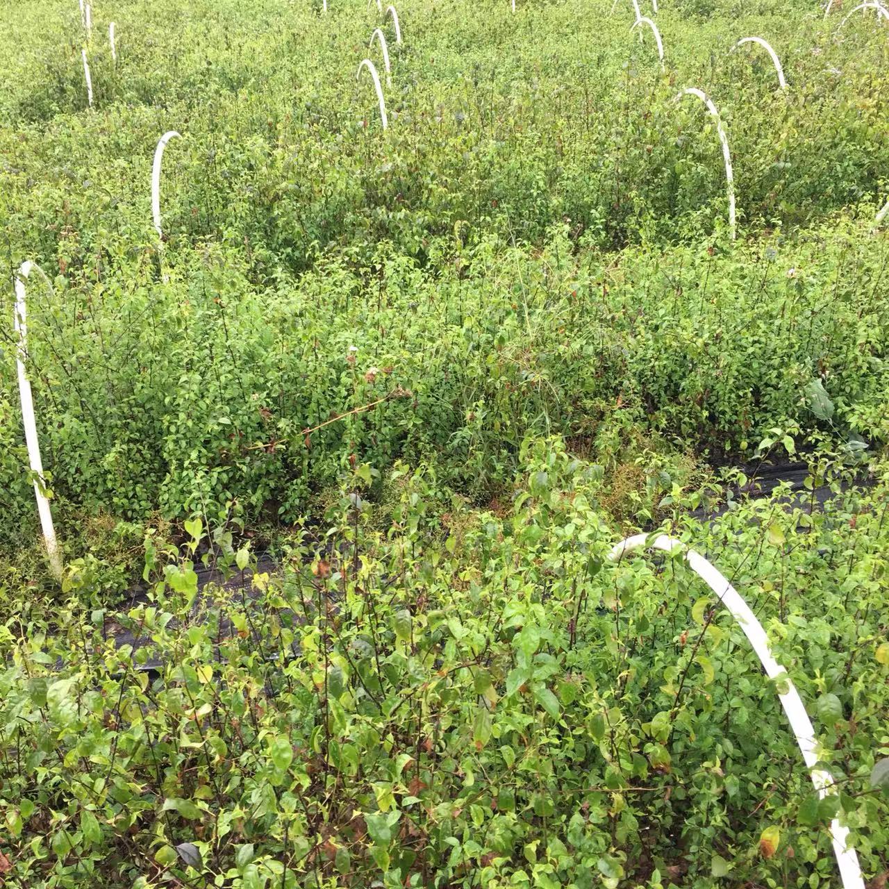 农林植保 岗梅苗 正规岗梅苗基地