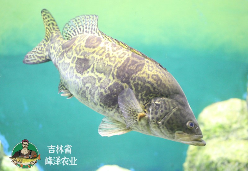 品種淡水鰲花魚苗生長方式養殖生長環境淡水用途食用等級一級體重0