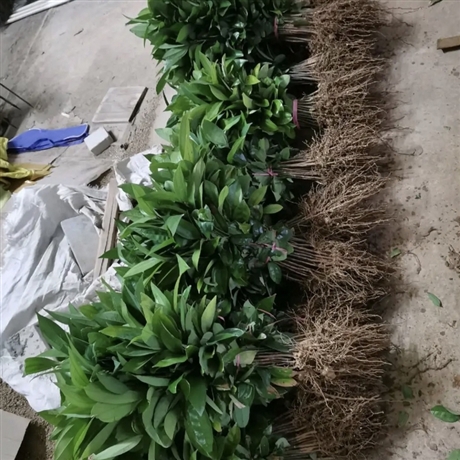 玉桂树小苗批发玉桂树苗价格园林绿化观赏树木可作盆栽
