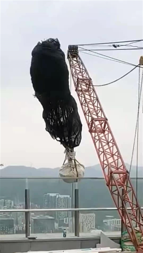 吊窗框上樓 寶安高空吊鋁材上樓快速上門