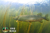 新疆淡水养殖狗鱼苗批发，5-10厘米狗鱼苗价格，成品狗鱼量大空运包送包活