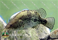 吉林水库花白鲢鱼苗批发 长春四大家鱼苗养殖场 四平鲤鱼草鱼苗供货商