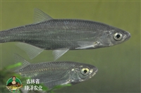 东北翘嘴鱼苗 淡水大白条鱼苗 大规格白鱼苗 翘嘴鲌鱼活体苗 淡水养殖包活