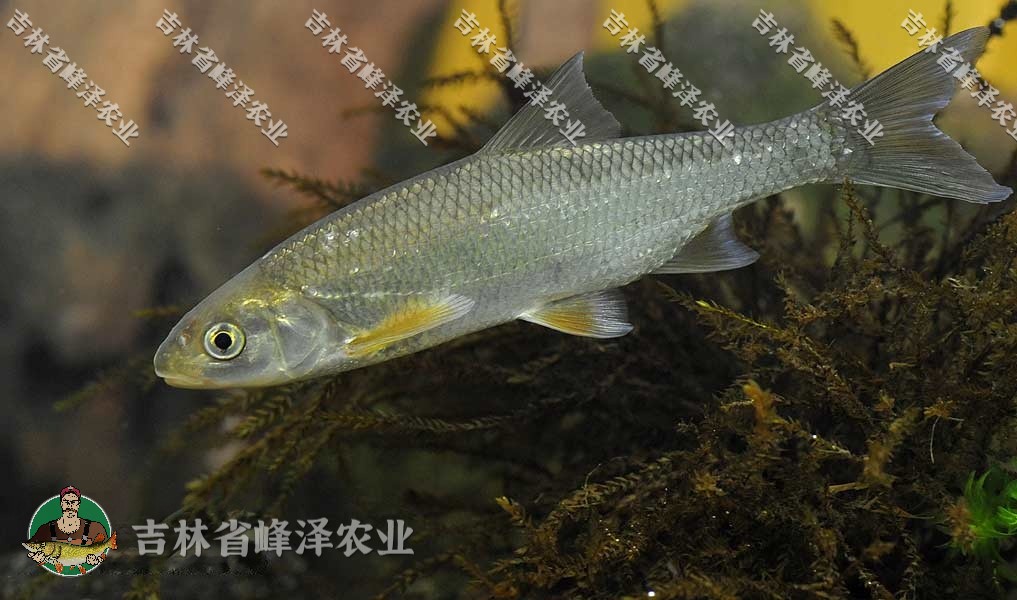 3-5釐米養殖馬口魚苗產地批發,人工繁育1-2斤馬口魚價格