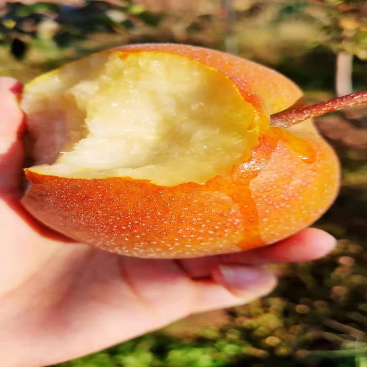 初冬已至,作为晚熟品种的木梨压弯了枝头,在晨曦的