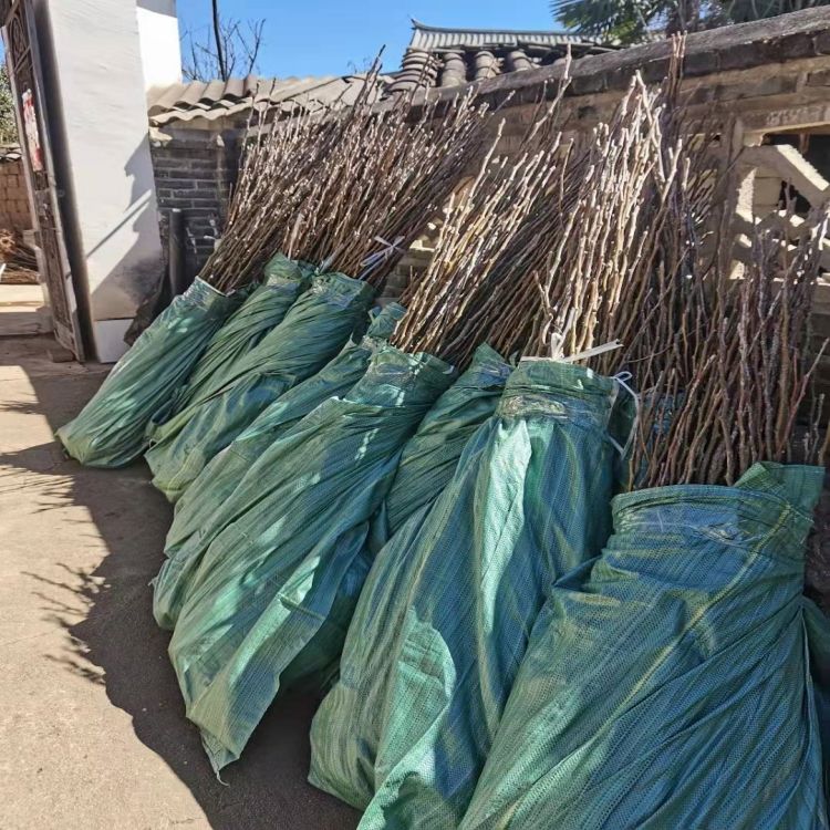 初冬已至,作为晚熟品种的木梨压弯了枝头,在晨曦的