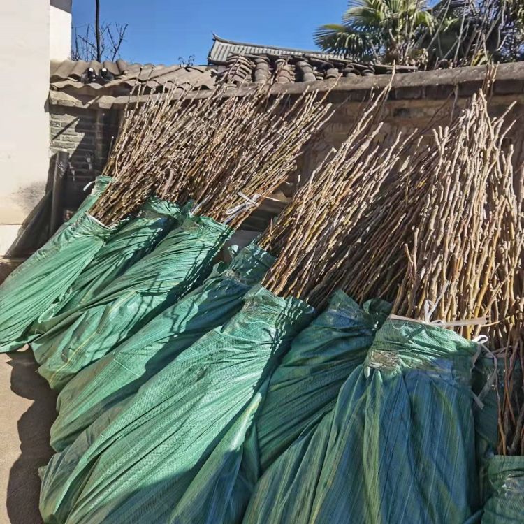 初冬已至,作为晚熟品种的木梨压弯了枝头,在晨曦的